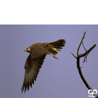 گونه شاهین بلوچی Laggar Falcon